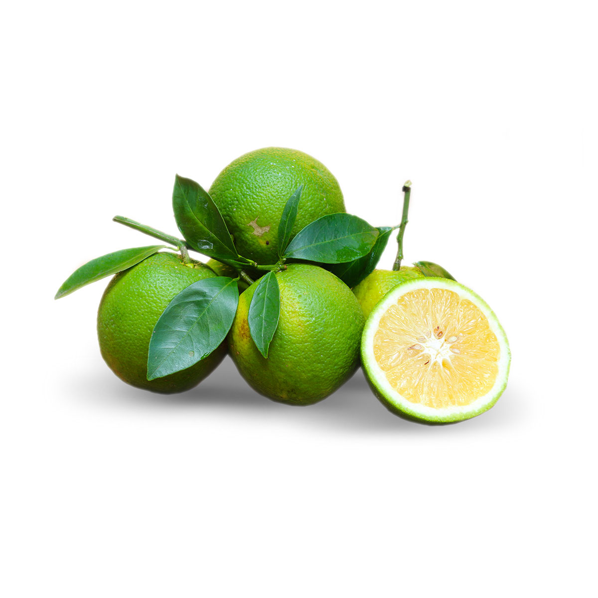 BERGAMOT