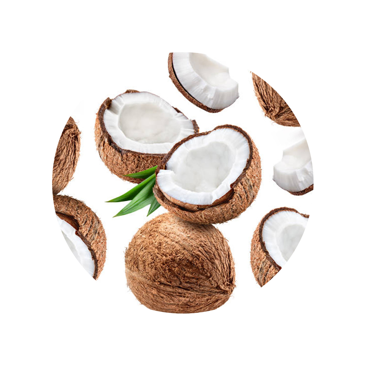 Coconut